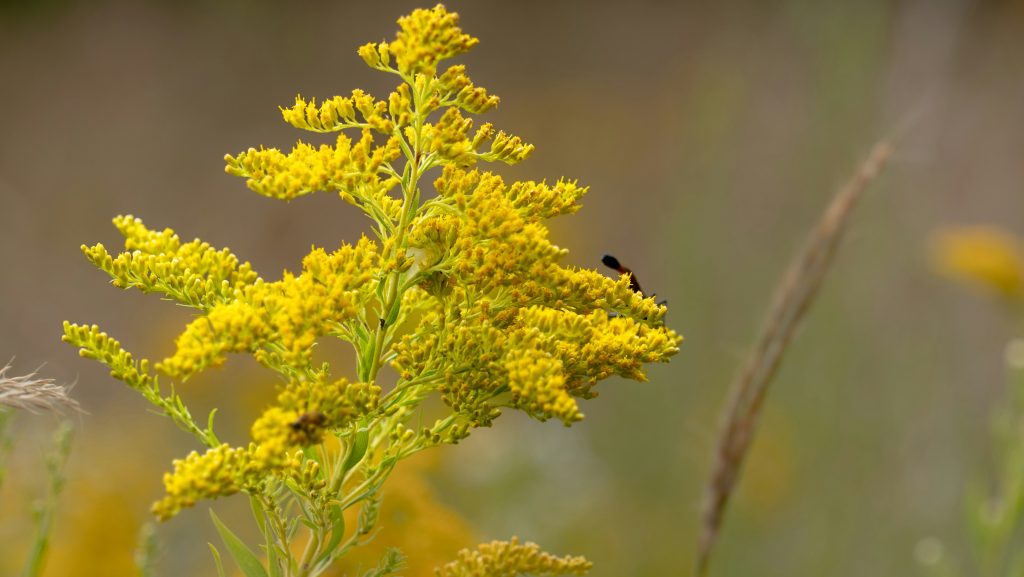Goldenrod