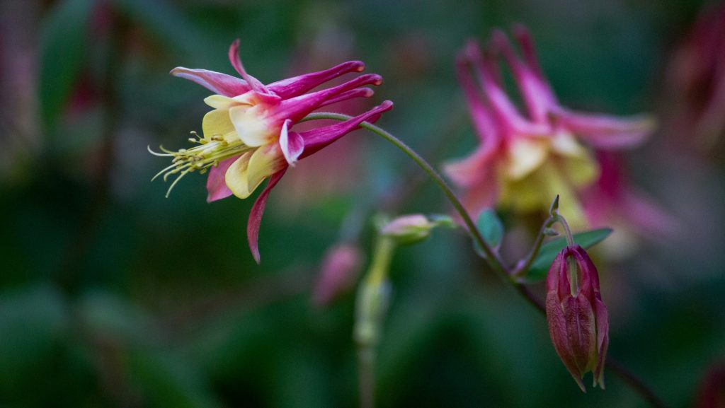 columbine flower
