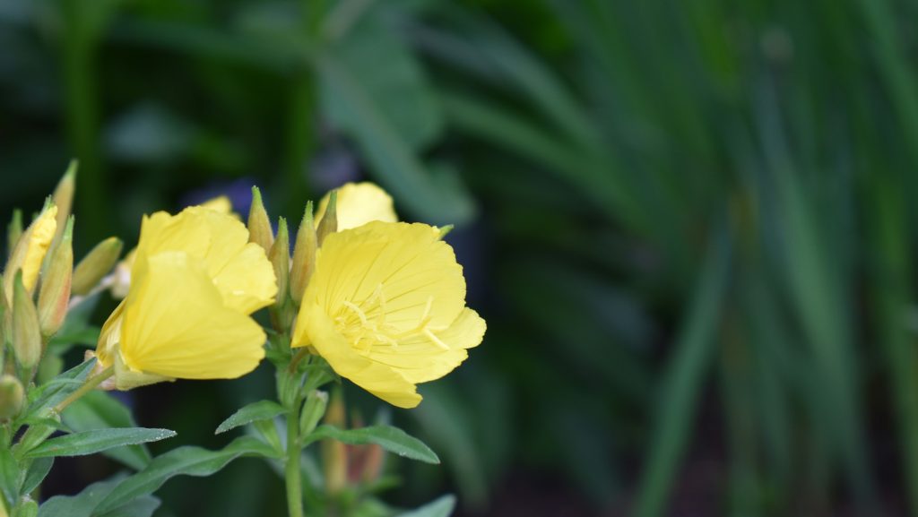 Evening Primrose