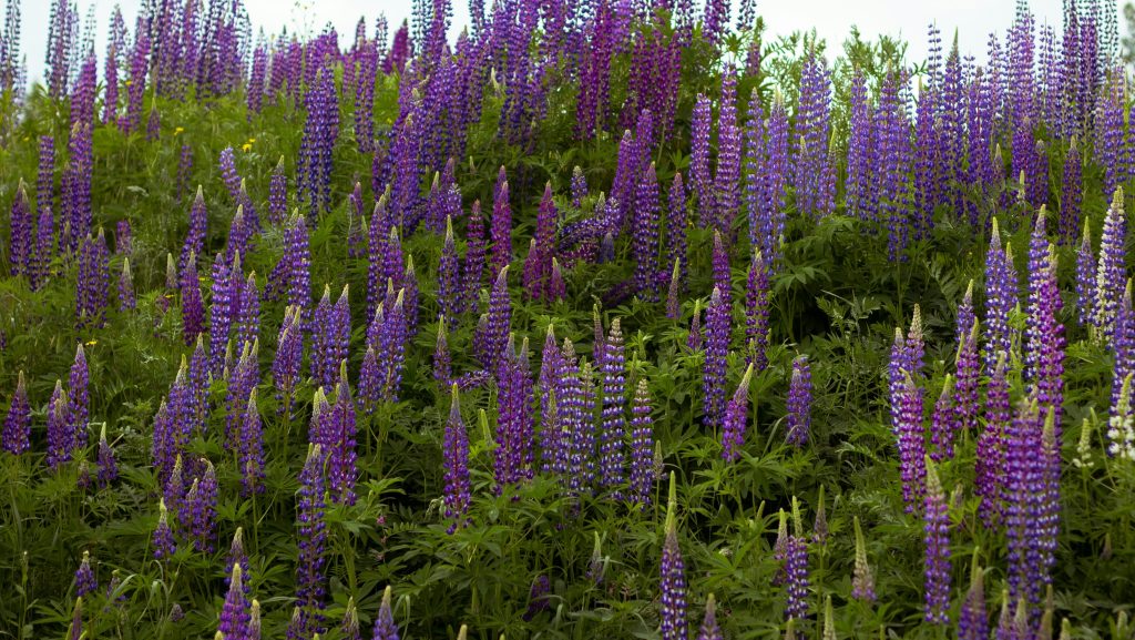 Wild Lupine