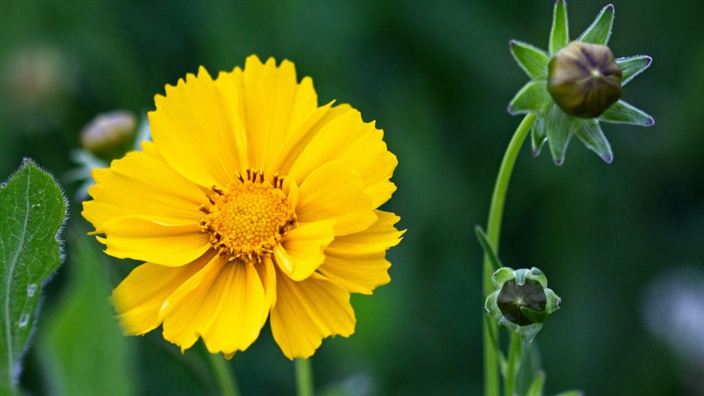 Coreopsis