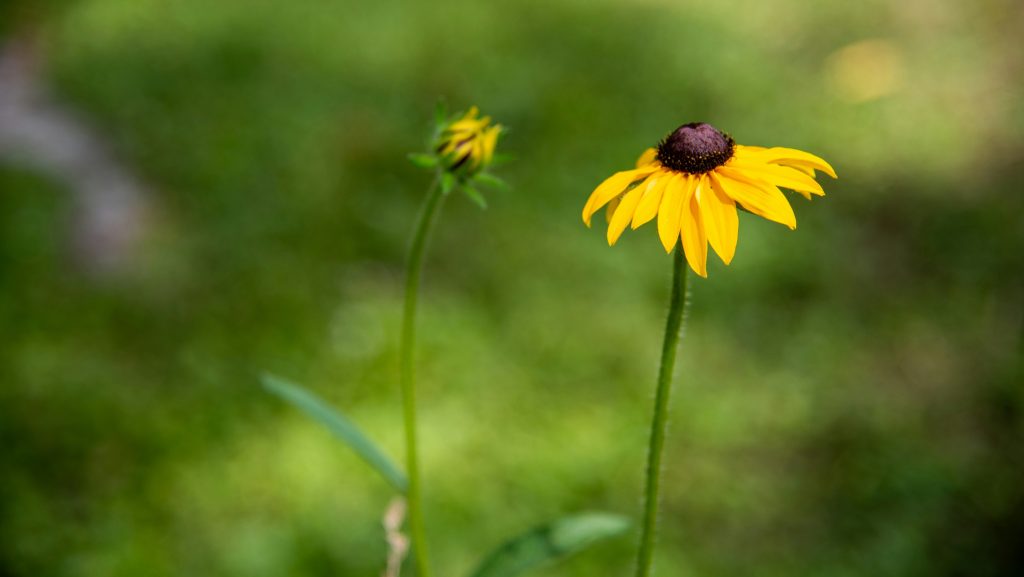 Black-Eyed Susan