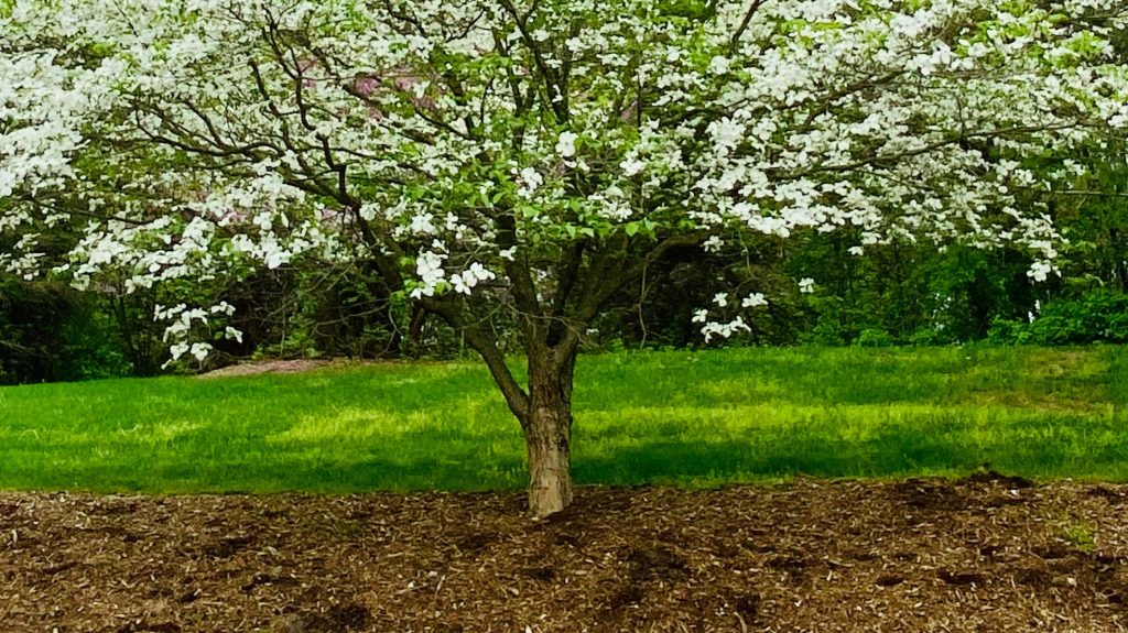 Mulched