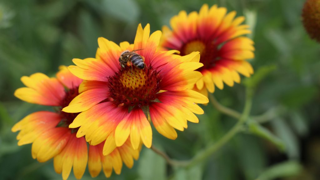 Blanket Flower