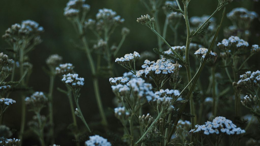 Yarrow