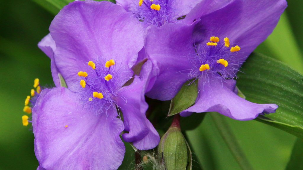 Spiderwort