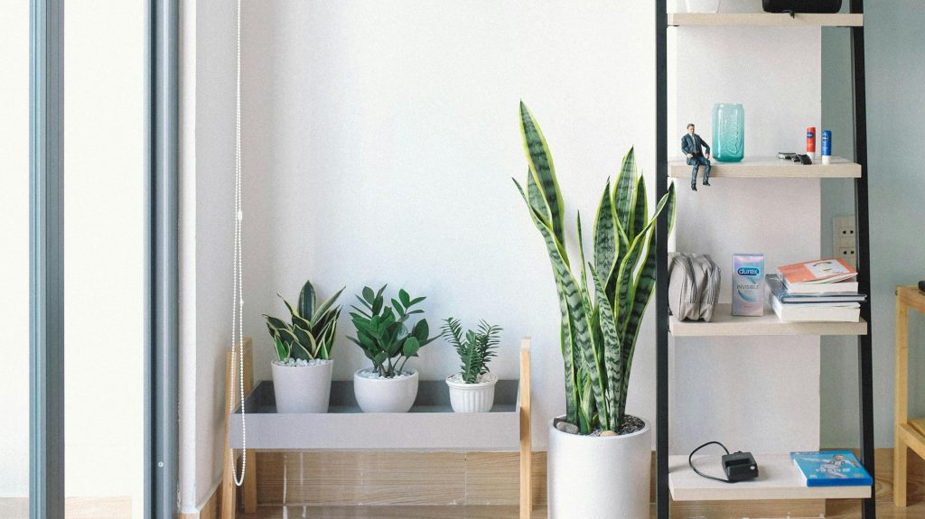 Shelves