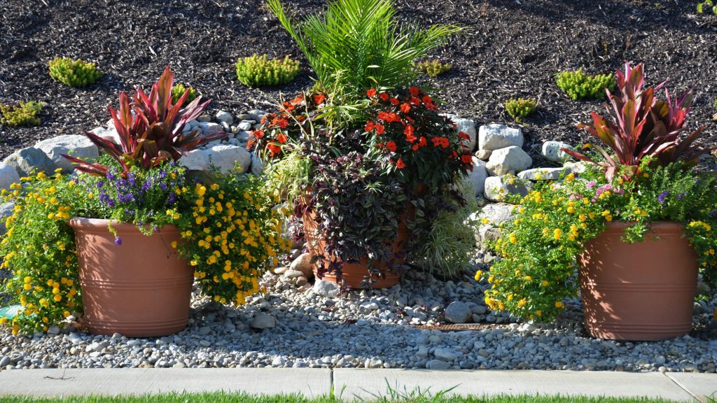 Plants
