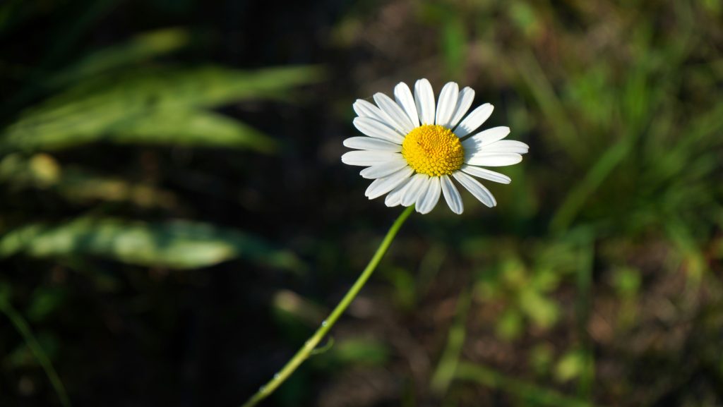 Daisy